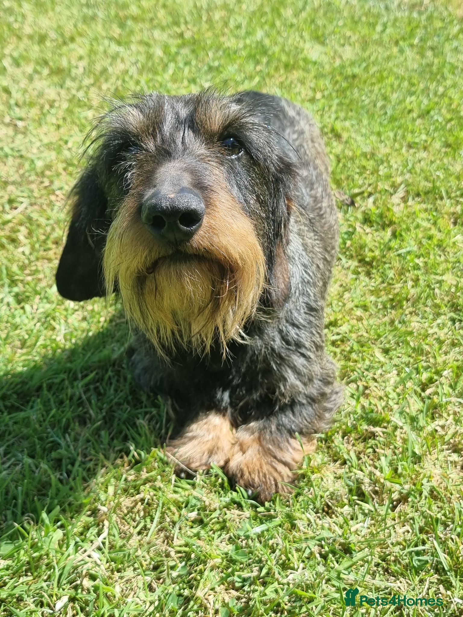Dachshund dogs Miniature wire haired daschund  - Advert 16