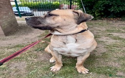 Cane Corso dogs for sale: 🐾 Male Cane Corso  - Image 1