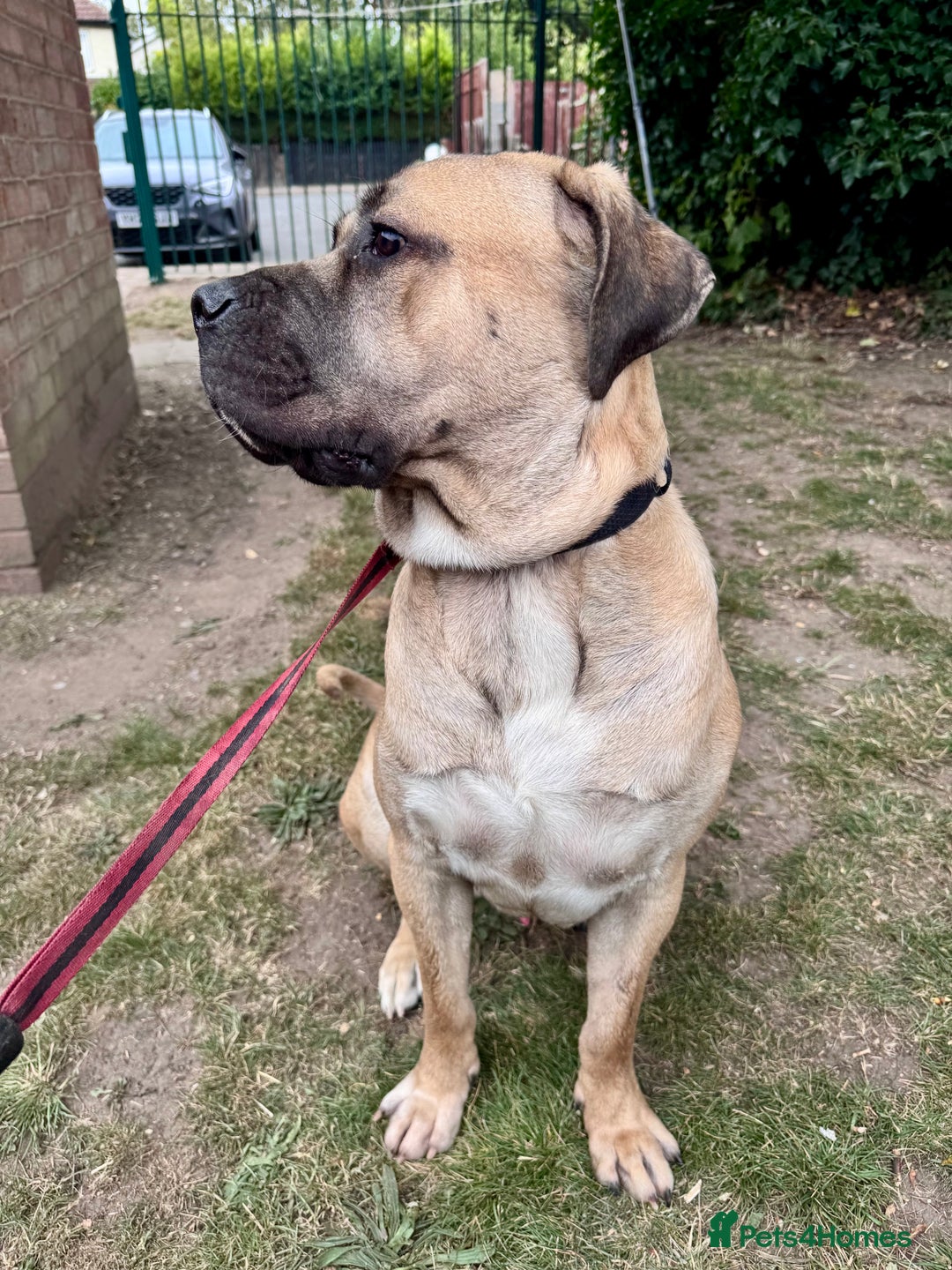 Cane Corso dogs for sale: 🐾 Male Cane Corso  - Image 1