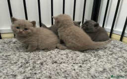 British Shorthair cats for stud: GCCF Active BLUE BOY for stud 💙 in Bexleyheath - Image 17