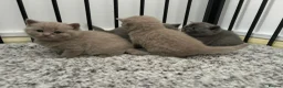 British Shorthair cats for stud: GCCF Active BLUE BOY for stud 💙 in Bexleyheath - Advert 17