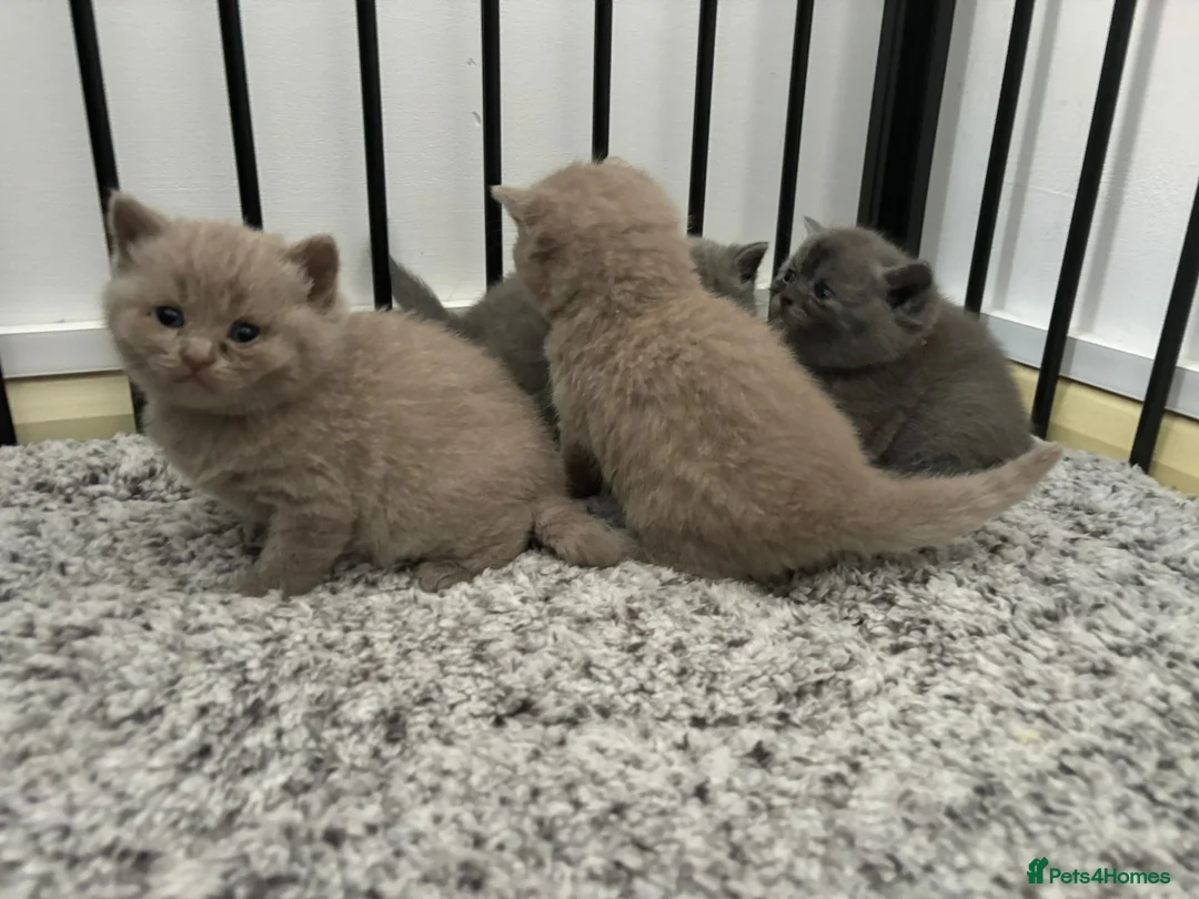 British Shorthair cats for stud: GCCF Active BLUE BOY for stud 💙 in Bexleyheath - Advert 17