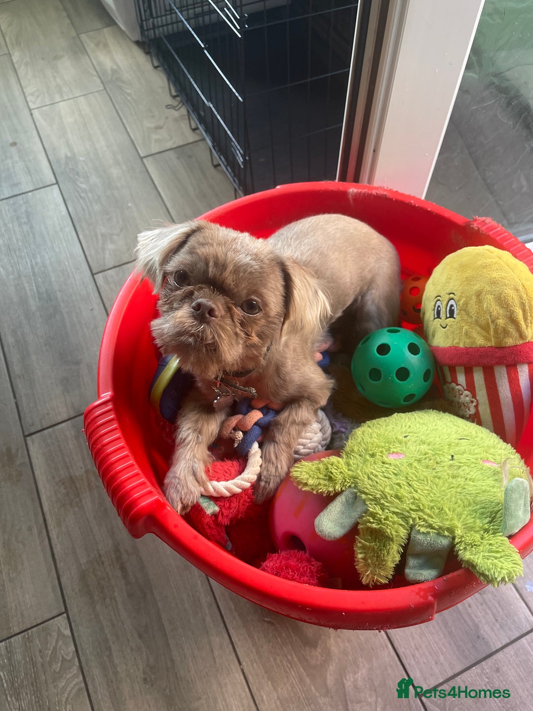 Shih Tzu dogs for sale: imperial karishishi shih tzu boys  - Image 9