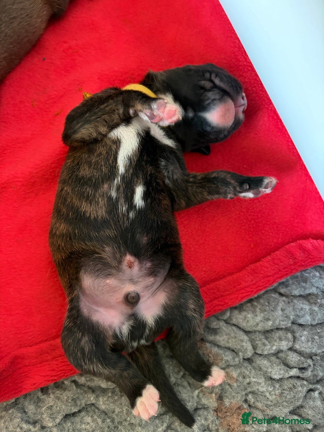Boxer dogs for sale: ⭐️ HEALTH CHECKED KC REG ⭐️ - Advert 2