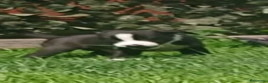 Border Collie 2
