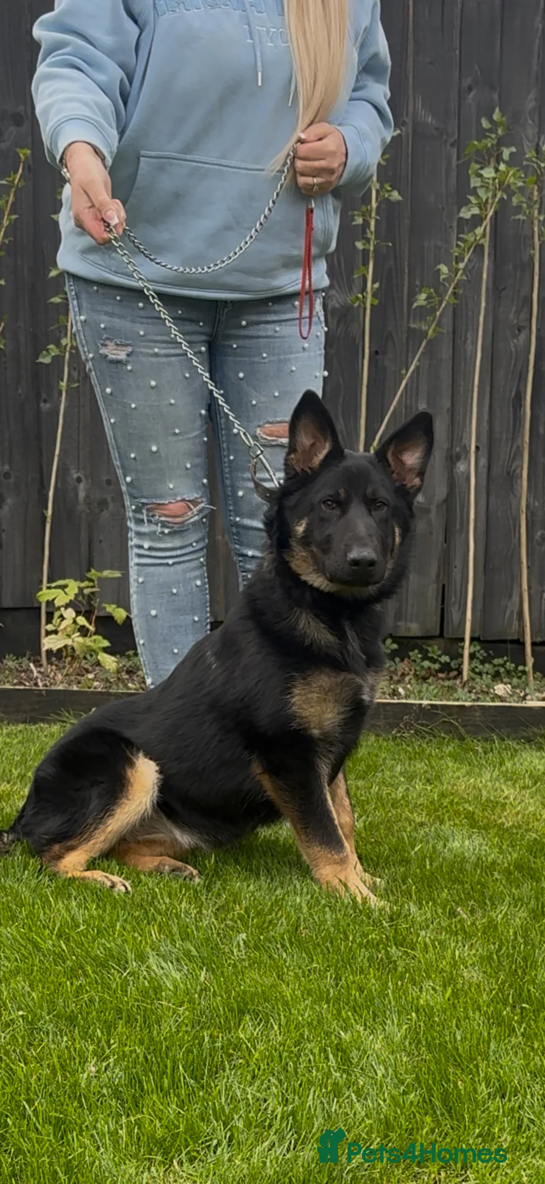 Belgian Shepherd Dog dogs for sale: Belgium Shepherd in Billingshurst - Advert 3