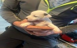 Jack Russell dogs for sale: Working or pet  - Image 5