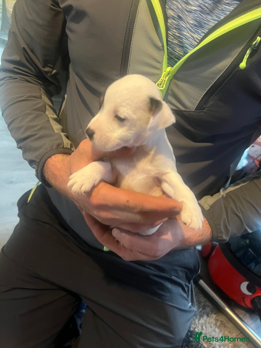 Jack Russell dogs for sale: Working or pet  - Image 5