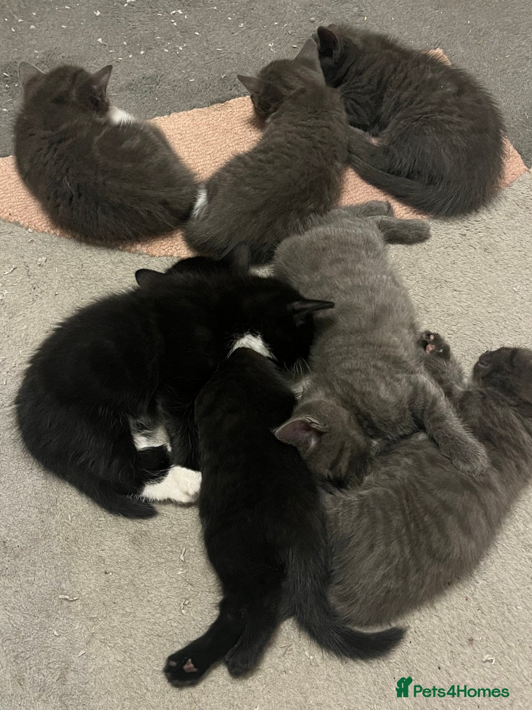 Bengal cats for sale: British shorthair kittens  - Image 5