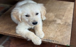 Golden Retriever dogs for sale: GOLDEN RETRIEVER PUPPIES BRED FOR TEMPERAMENT - Advert 5