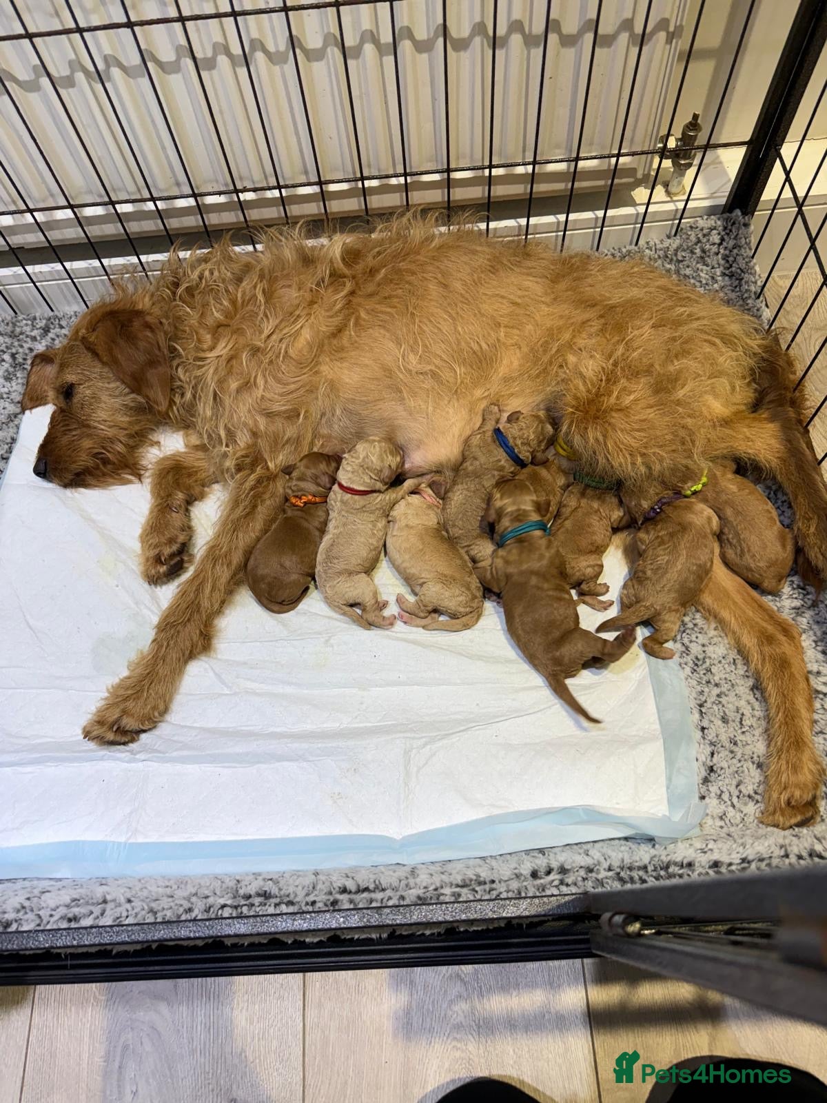 Labradoodle dogs 🐾 F1B Labradoodle Puppies 🐾 - Advert 3