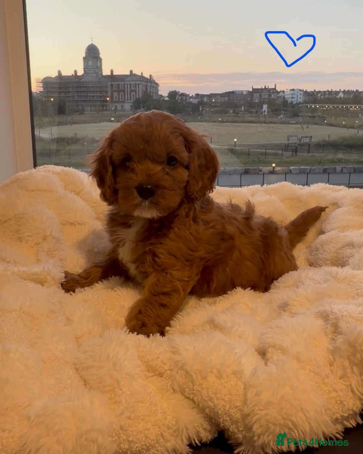 Cavapoo dogs ✨ TINY Fox Red F1 Cavapoos ✨ - Advert 2