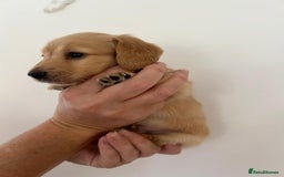 Miniature Dachshund dogs for sale: Miniature long hair dachshunds  - Image 7