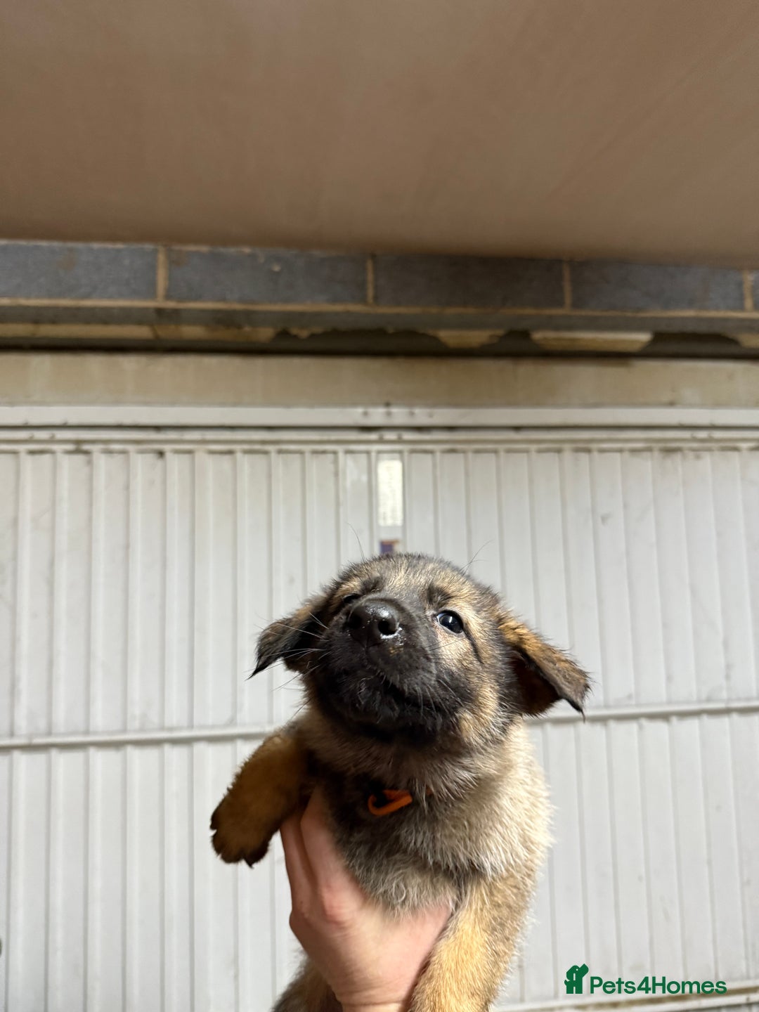 German Shepherd dogs for sale: German shepherd pups  - Advert 7