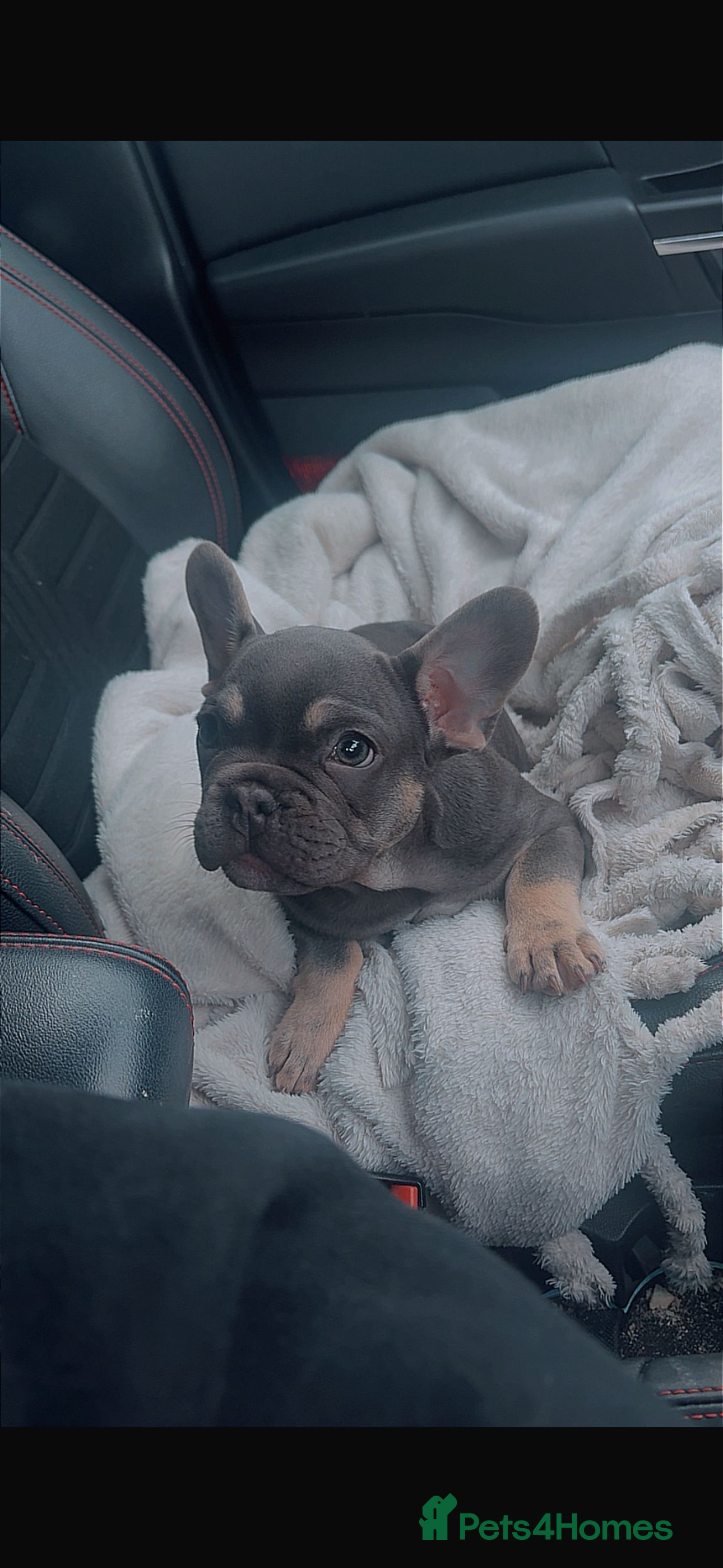 French Bulldog dogs Puppy French bulldogs , 2 boys  - Advert 4