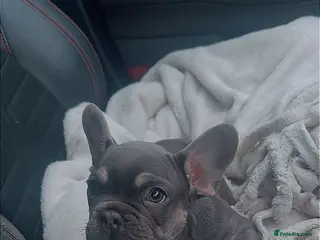 French Bulldog dogs Puppy French bulldogs , 2 boys - Advert 4