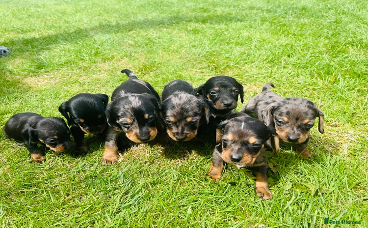 Dachshund dogs - Advert 2