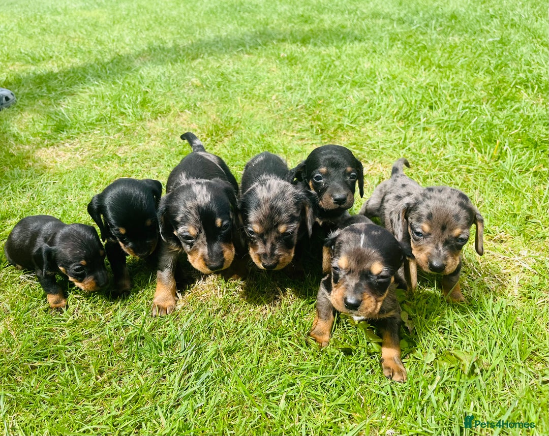 Dachshund dogs for sale: Dachshund pups - Image 1
