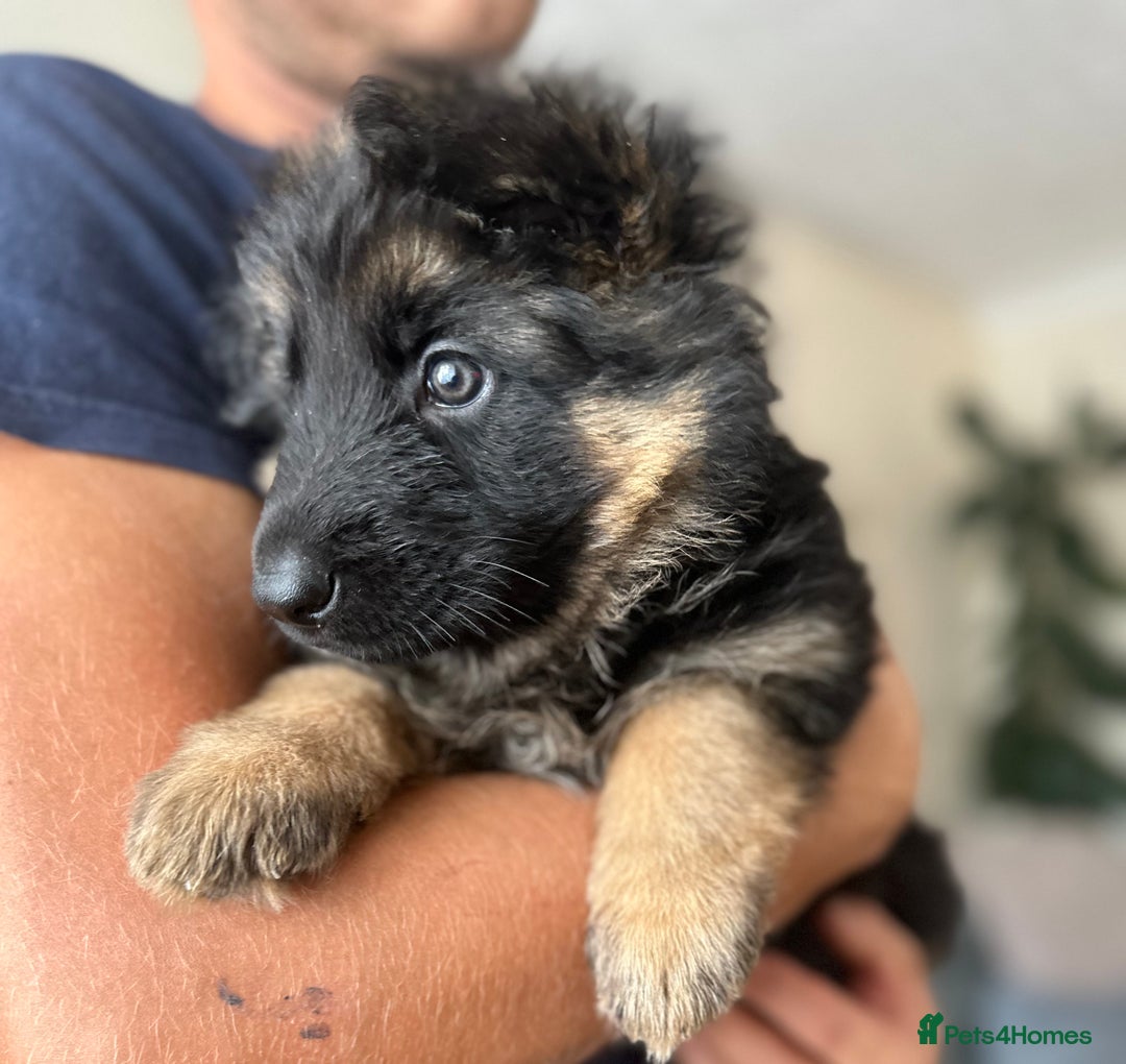 German Shepherd dogs for sale: K/C Registered German Shepherd Puppies  - Image 36
