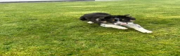 Border Collie dogs for sale: Male border collie - Advert 2