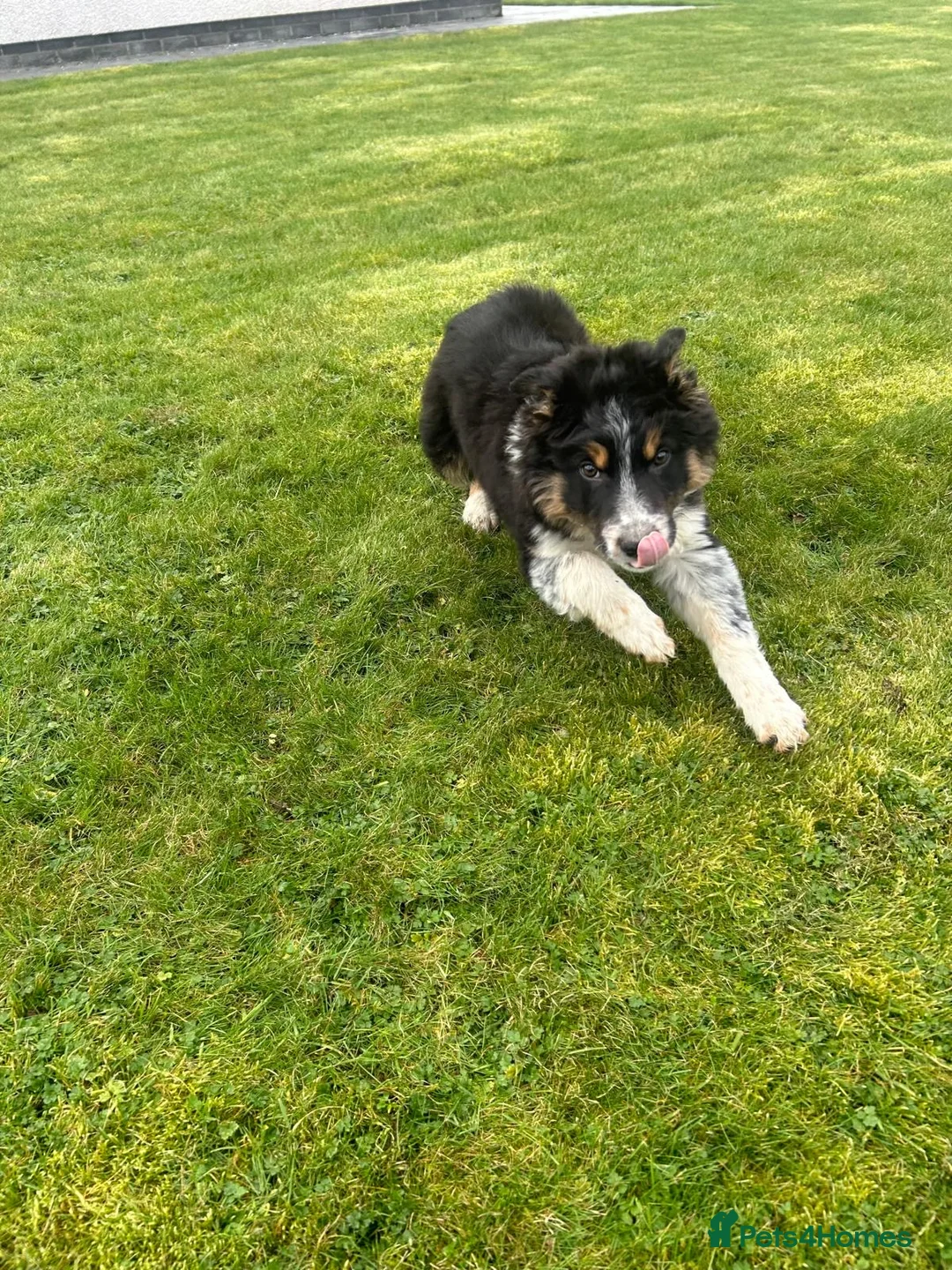 Border Collie dogs for sale: Male border collie - Advert 2