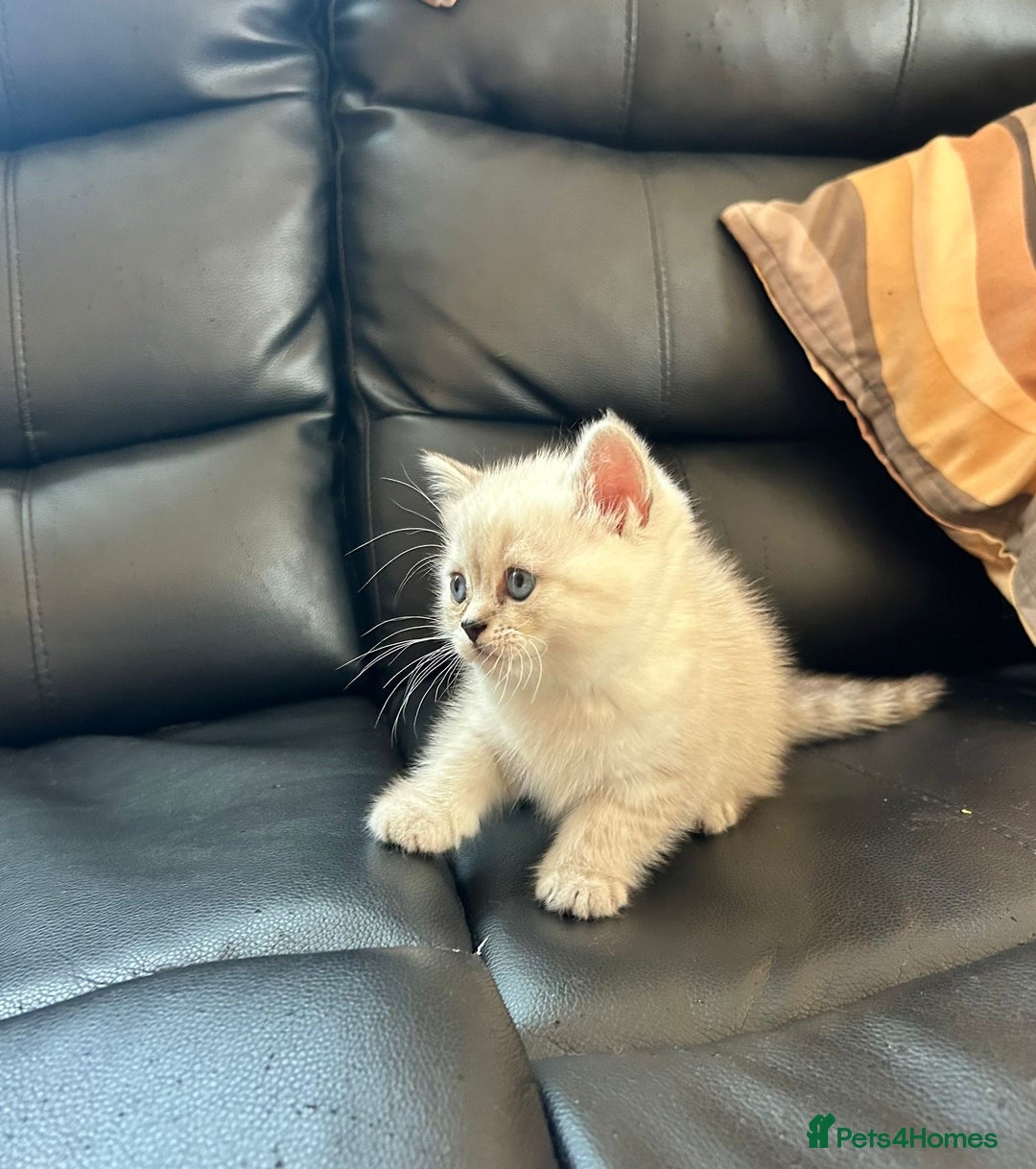 British Shorthair cats for sale: British shorthair chocolate and silver pointed  - Advert 4