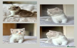 British Shorthair cats for sale: Beautiful , soft teddy bears 🩷🩷💙 - Image 5
