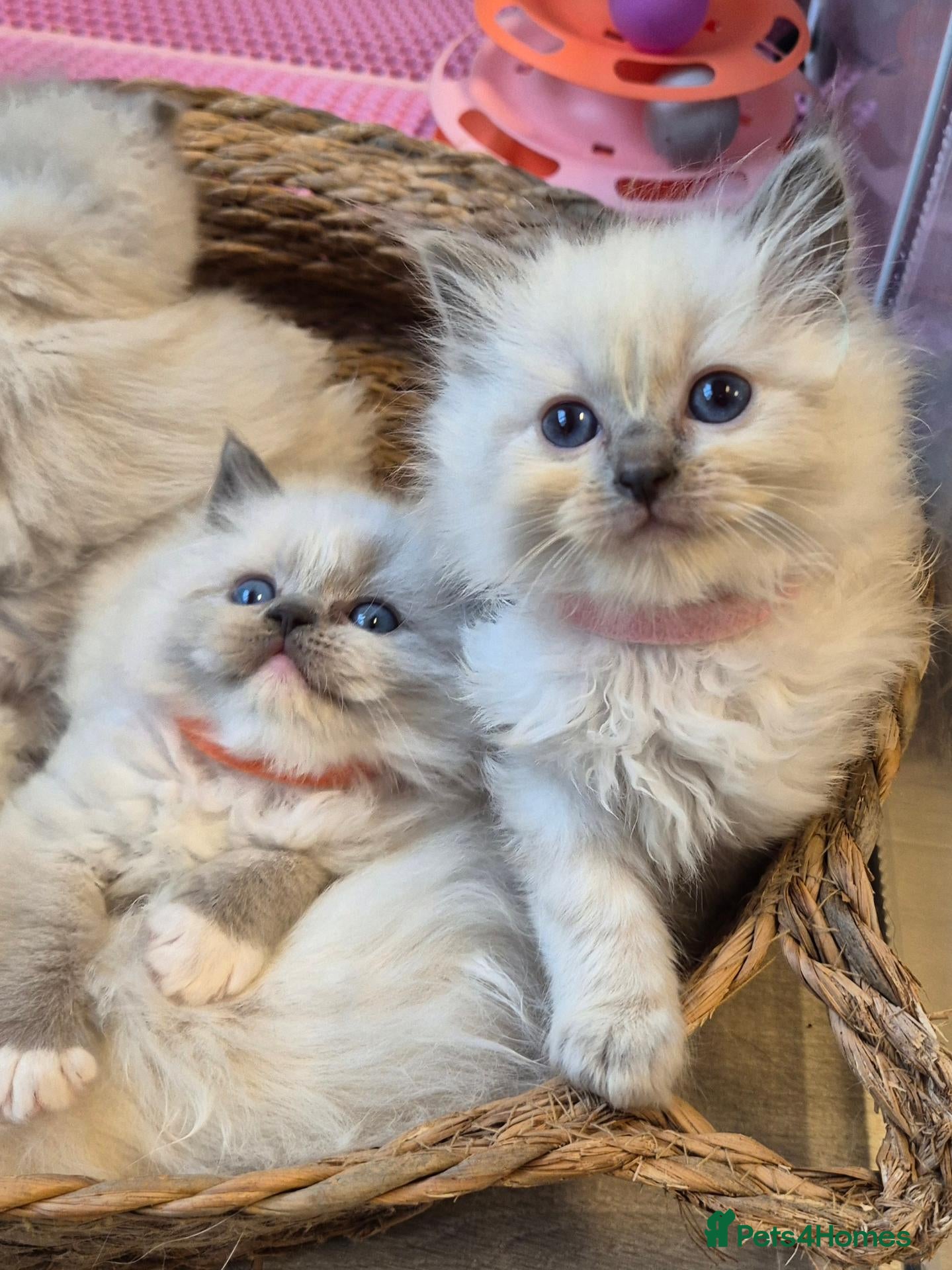 Ragdoll cats DNA tested Ragdoll kittens  - Advert 18