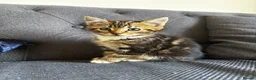 Mixed Breed cats for sale: Lovely mixed kittens  in Harrogate - Advert 11