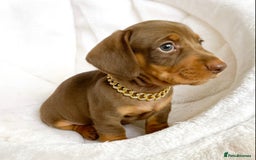 Miniature Dachshund dogs for sale: READY NOW PRA CLEAR DACHSHUND PUPPIES - Image 4