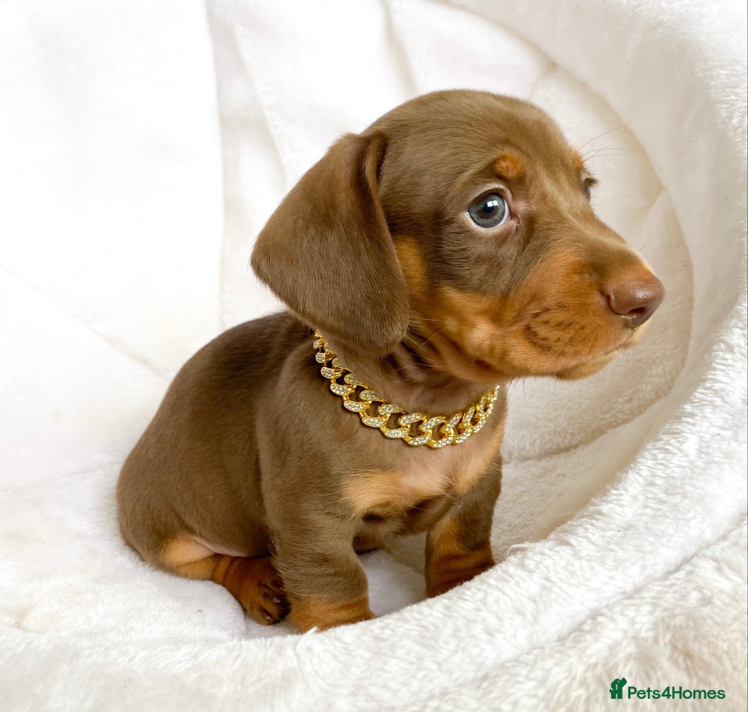 Miniature Dachshund dogs for sale: READY NOW PRA CLEAR DACHSHUND PUPPIES - Image 4
