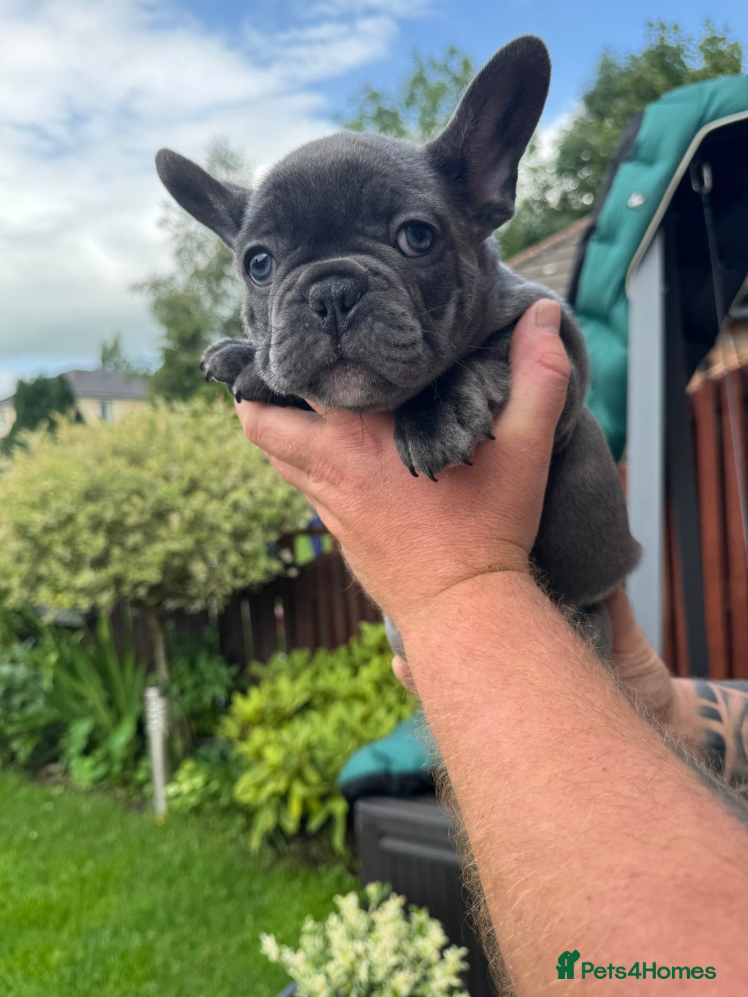 French Bulldog dogs for sale: 2 left Ready for FOREVER Home🏡French Bulldog 🐶🐾 in Preston - Image 14