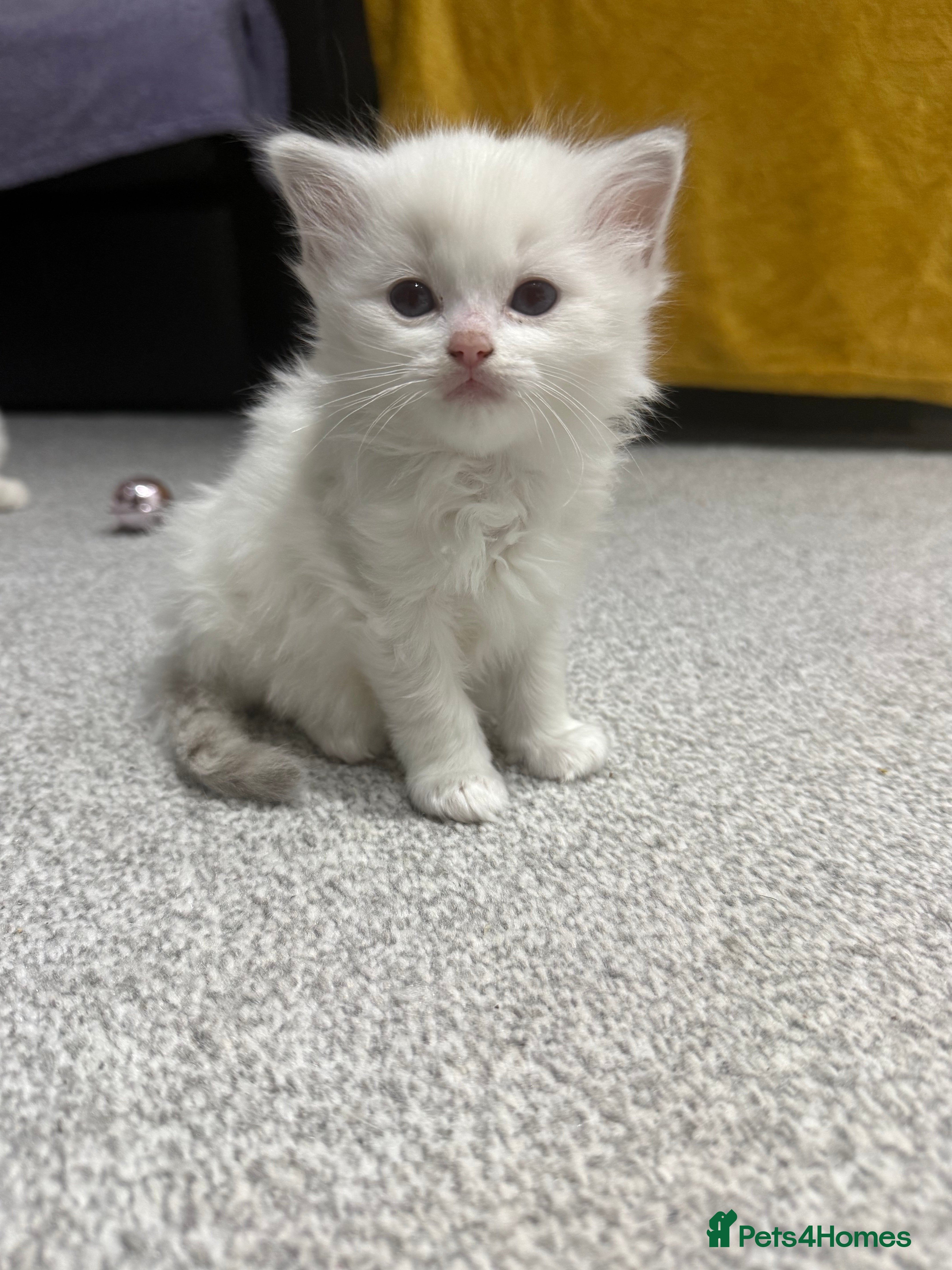 Ragdoll cats FULL PEDIGREE RAGDOLL KITTENS - LAST 2! - Advert 2