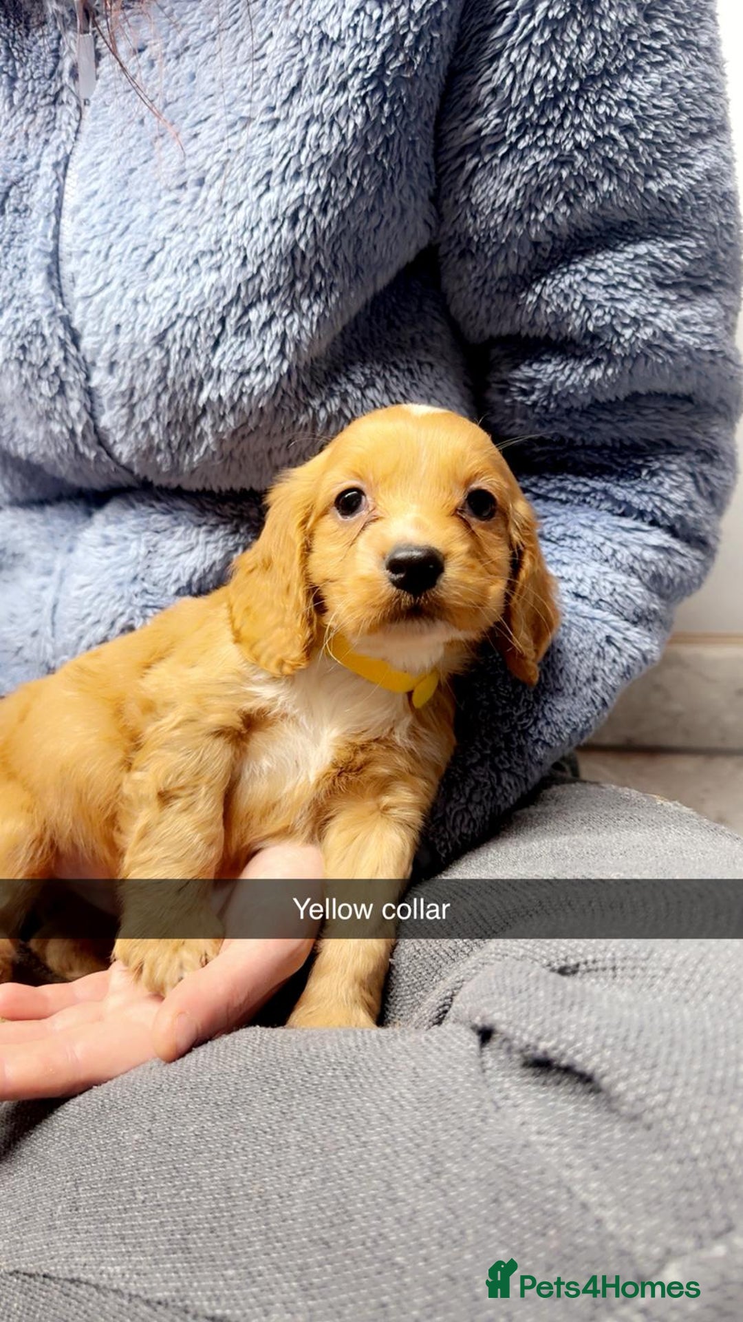 Cocker Spaniel dogs for sale: Cocker spaniel pups - Advert 6