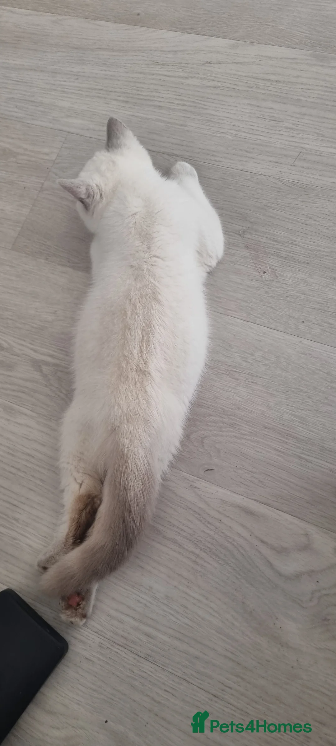 British Shorthair cats for sale: Brittish shorthair kitten  - Advert 2