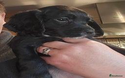 Cocker Spaniel dogs for sale: KC REGISTERED COCKER SPANIEL WORKING LINE PUPS  - Image 9
