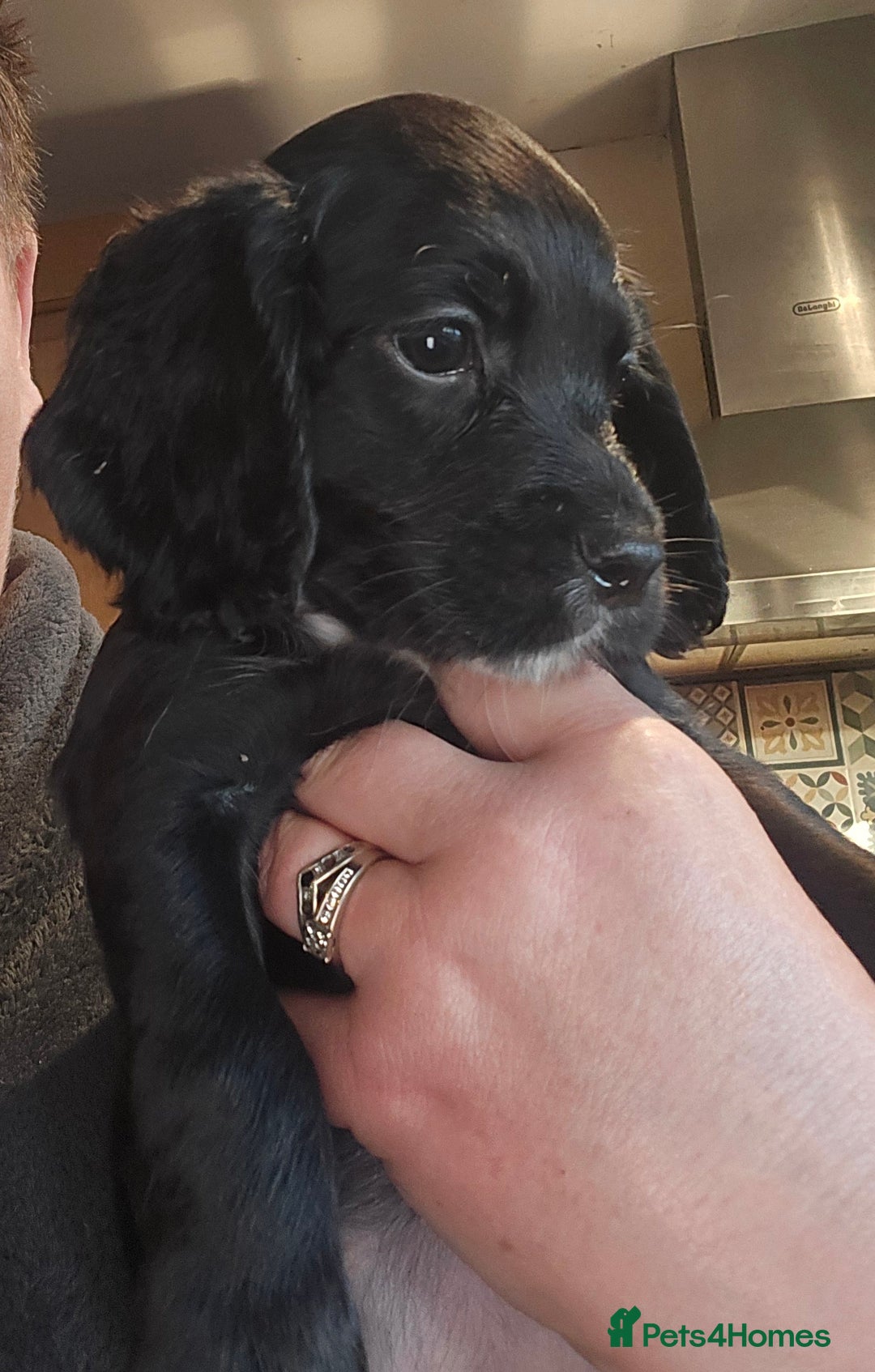 Cocker Spaniel dogs for sale: KC REGISTERED COCKER SPANIEL WORKING LINE PUPS  - Image 9