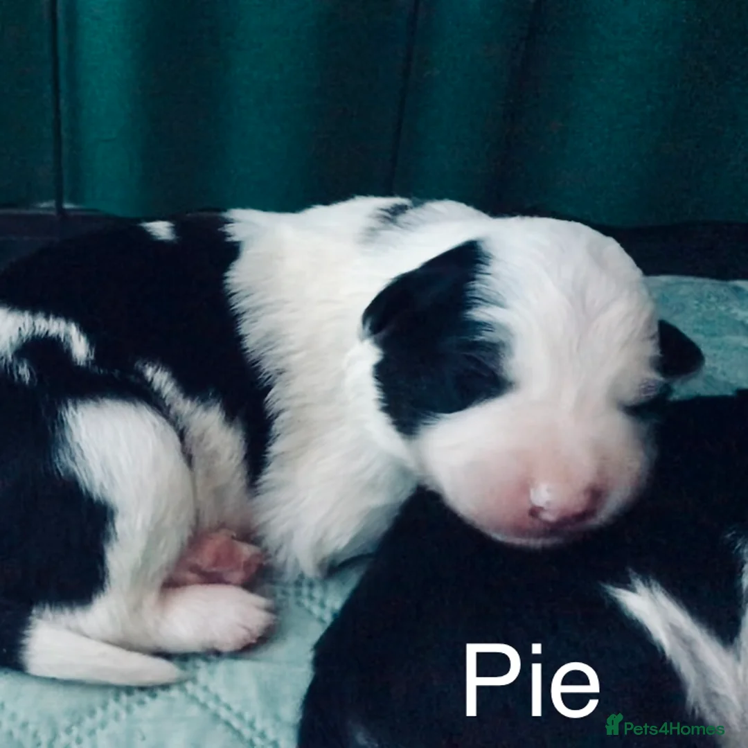 Border Collie dogs for sale: Beautiful Border Collie Puppies Classic Tricolour - Advert 10
