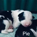 Pie