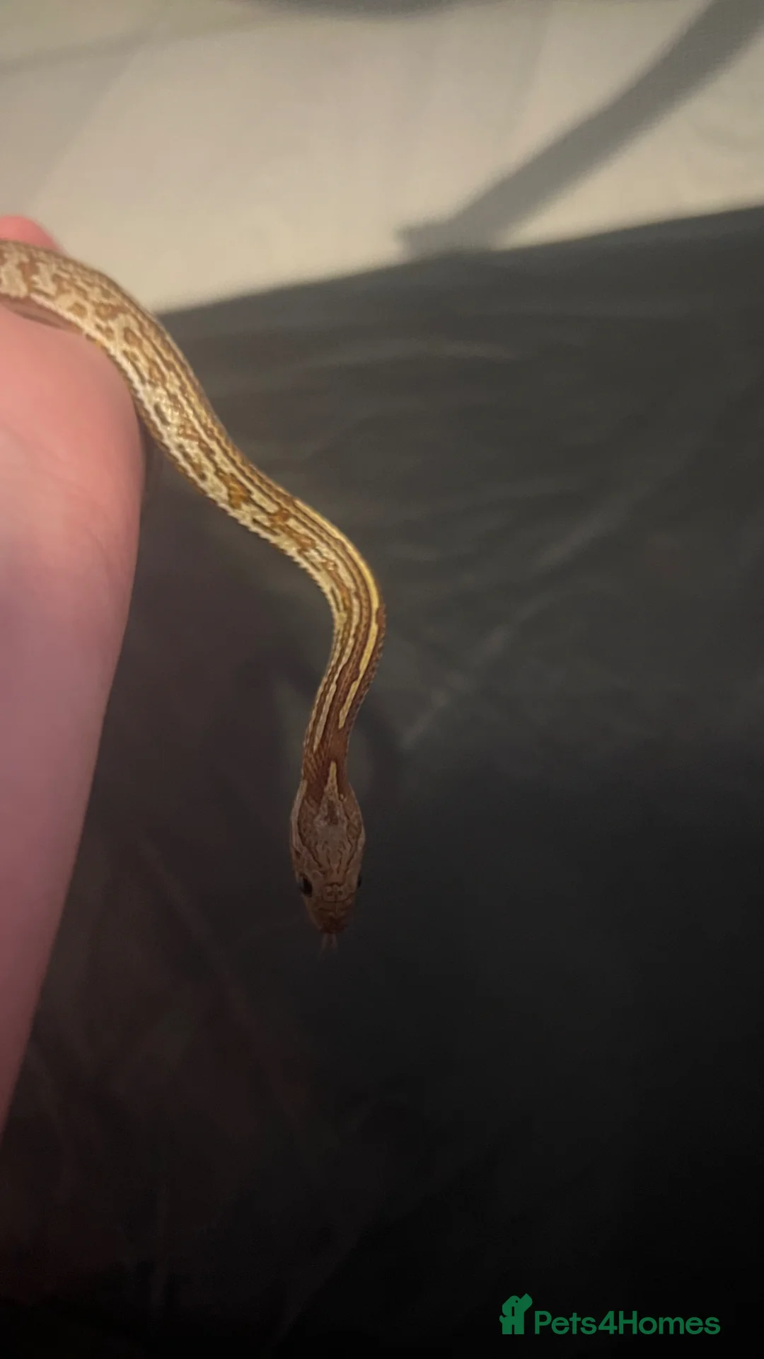 Corn Snake reptiles for sale: 2x corn snakes £150 each with full setup  - Advert 14