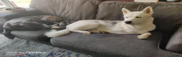 Huskita dogs for sale: For sale Huskita in Grimsby - Advert 5