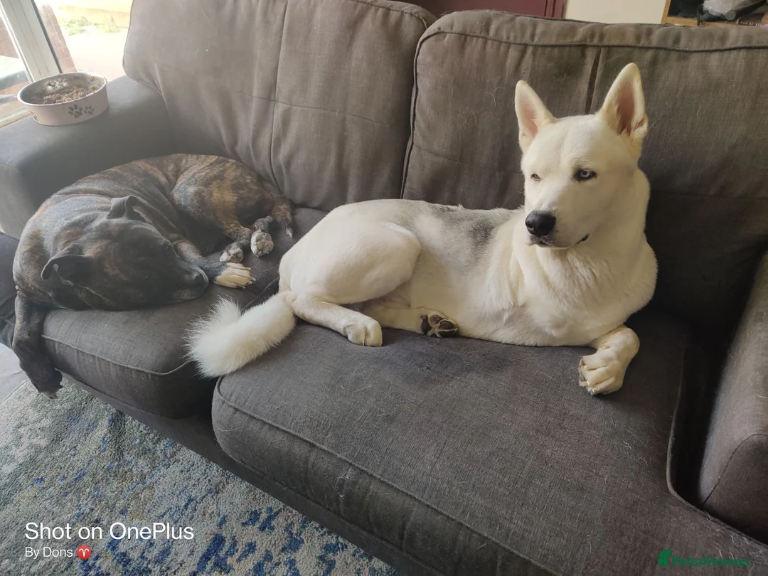 Huskita dogs for sale: For sale Huskita in Grimsby - Advert 5