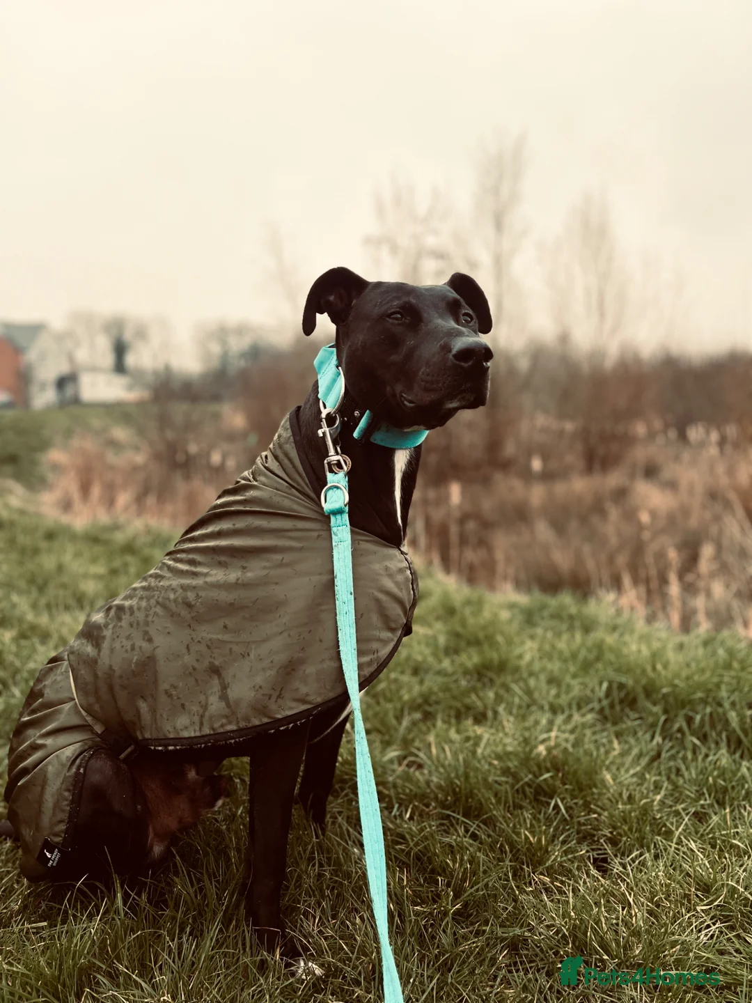 Mixed Breed dogs for sale: Eddie 💙 - Advert 2