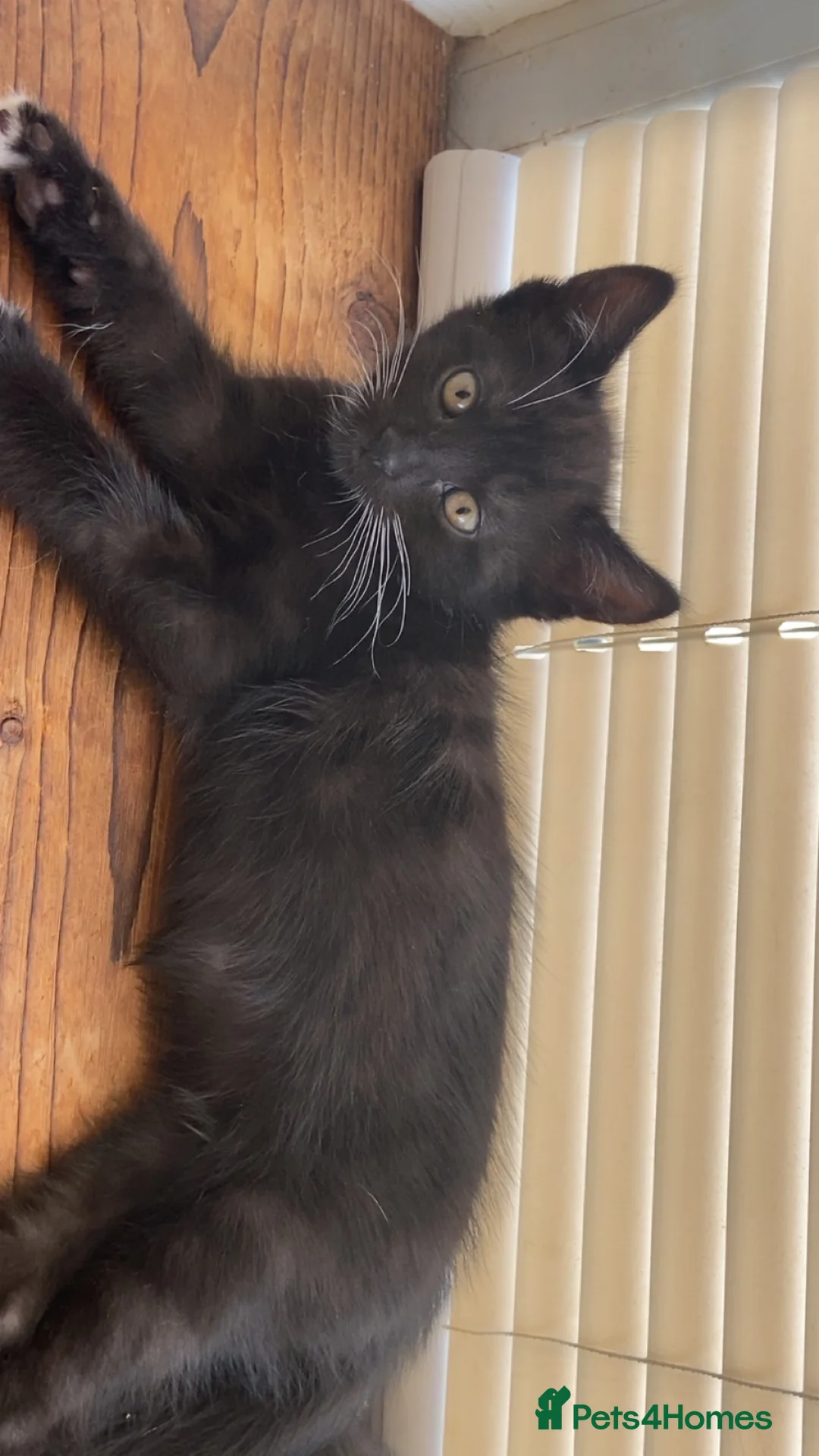 Mixed Breed cats for sale: Black and white bengal cross kittens  in Nottingham - Advert 1