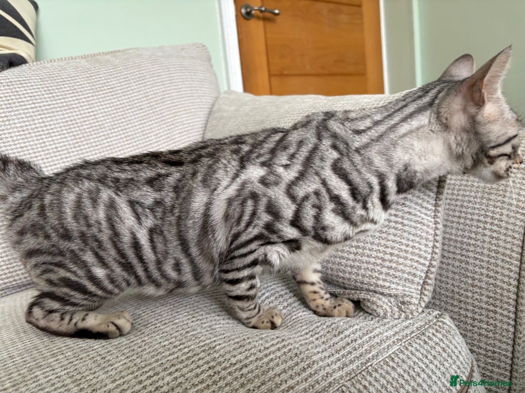Toyger cats for sale: Superb rare silver Toyger girl  - Image 11