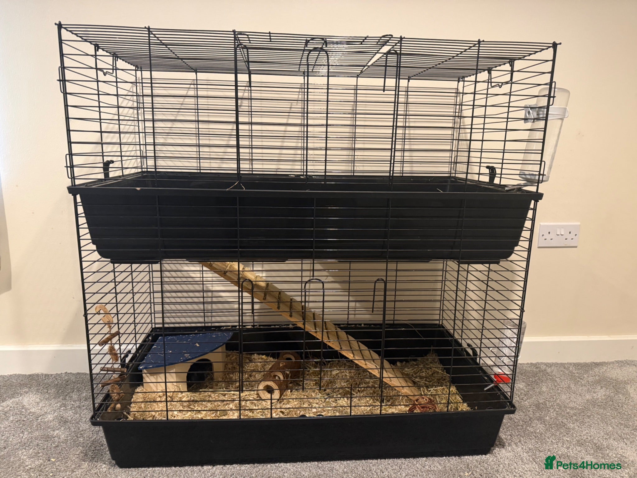 Guinea Pig rodents 4 x Guinea Pigs & Cage - Advert 1