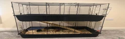 Guinea Pig rodents for sale: 4 x Guinea Pigs & Cage - Advert 1