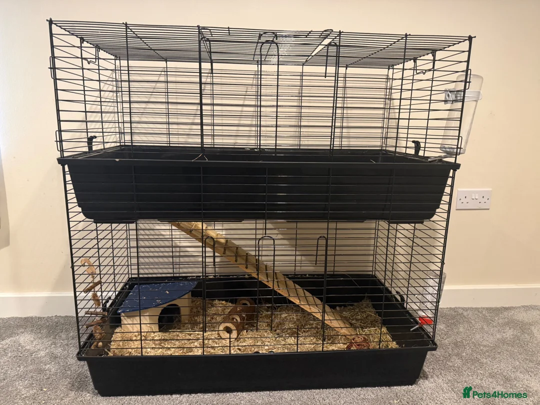 Guinea Pig rodents for sale: 4 x Guinea Pigs & Cage - Advert 1
