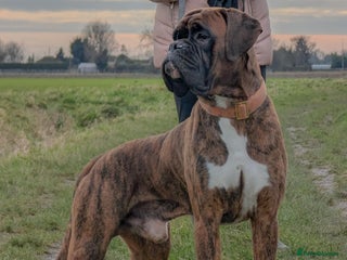 Boxer dogs in Boston - Advert 1