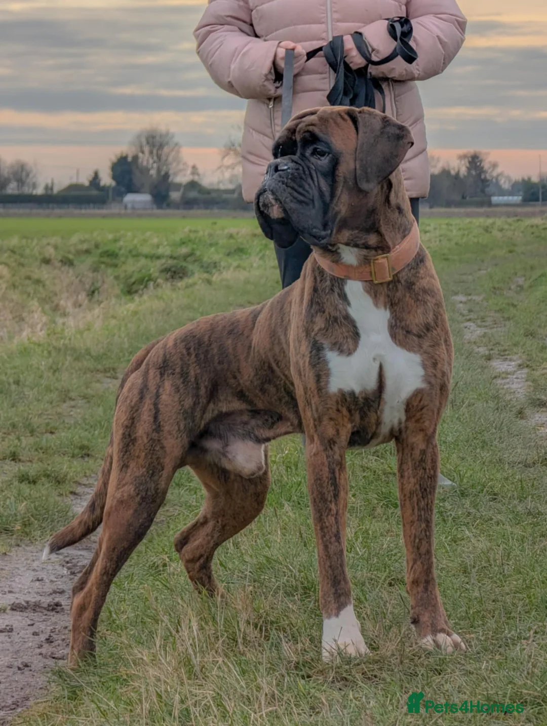 Boxer dogs for stud: Stunning Proven, Health tested and Heartscored 0 in Boston - Advert 1